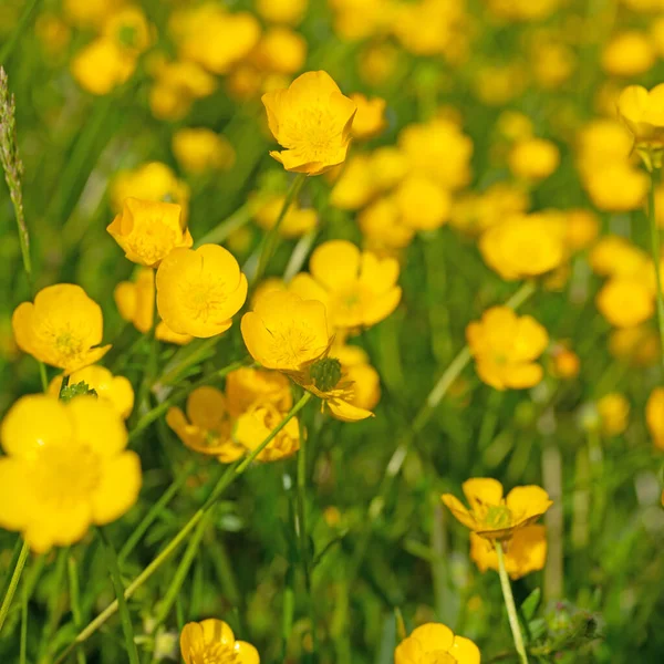 Buttercups Ranunculus Acris Spring — 스톡 사진