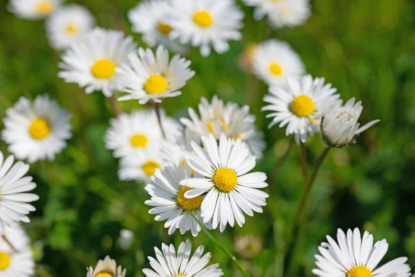 Papatyalar, Bellis Perennis, yakın planda.