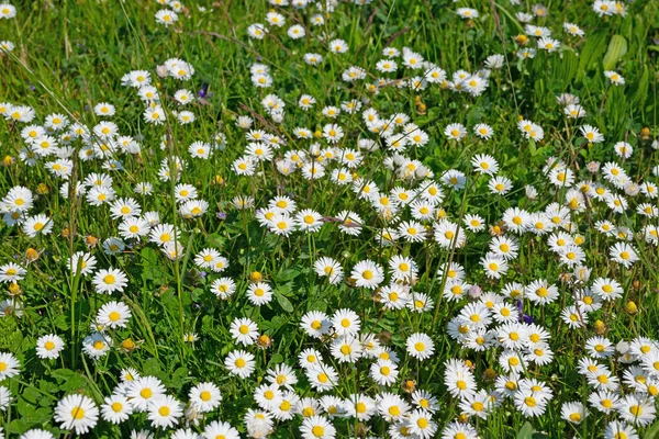 Çiçekli papatyalar, Bellis Perennis, bir çayırda