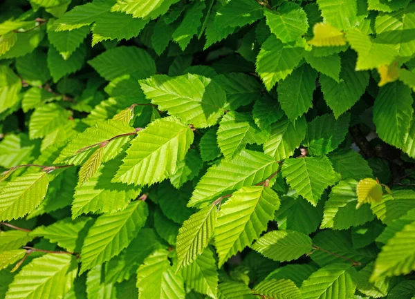 Hornbeam 'in genç yaprakları, Carpinus betulus, baharda