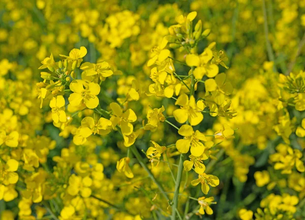 Colza Fiorita Brassica Napus Primavera — Foto Stock