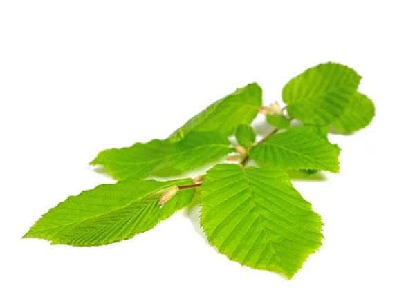 Young Beech Leaves Isolated White Background — Zdjęcie stockowe