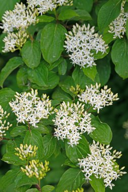 Çiçekli Kırmızı Dogwood, Cornus sanginea
