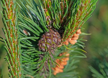 Çam kozalaklı Pinus.