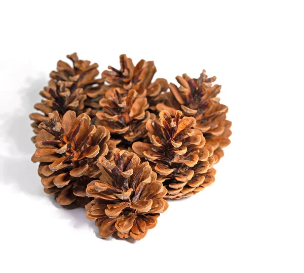 Pine Cones White Background Close — Stock Fotó