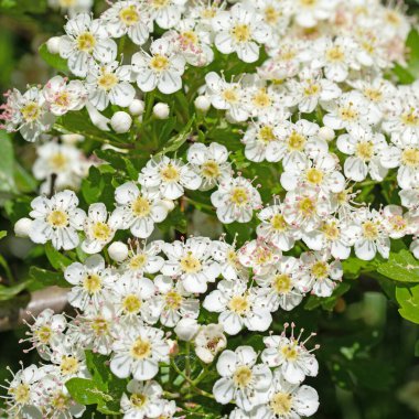 Çiçek açan dikenler, krataegus, baharda