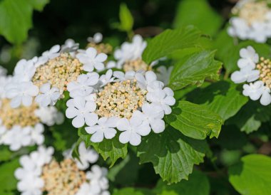 Yaygın bir kartopu, Viburnum opulus, baharda.