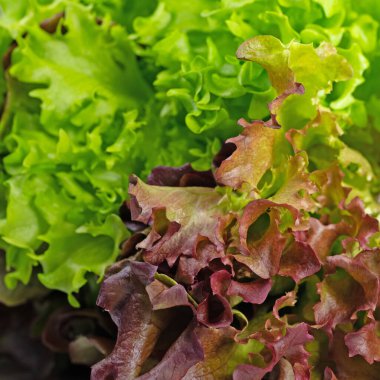 Yakından marul topla.