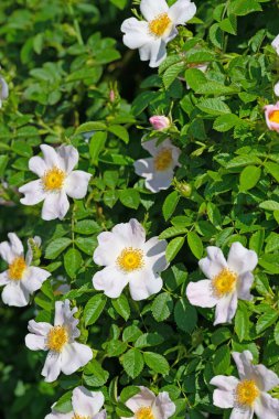Çiçekli gül kalçalar, Rosa canina, baharda