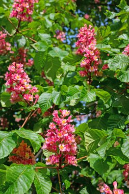 Kırmızı çiçekli at kestanesi, Aesculus rubicunda, baharda