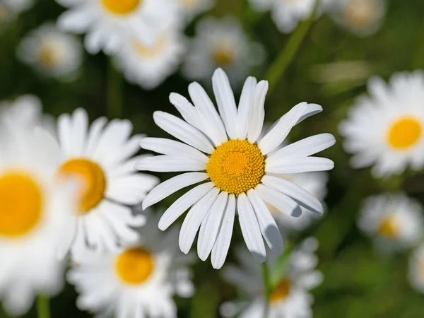 Kwitnące Margeryty Leucanthemum Wiosną — Zdjęcie stockowe