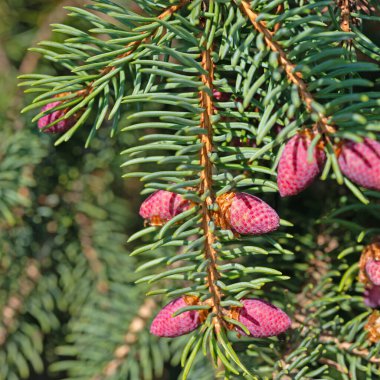 Norveç ladini çiçekleri, Picea, baharda