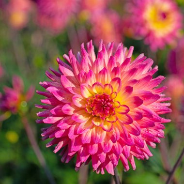 Yakın planda çiçek açan pembe yıldız çiçeği