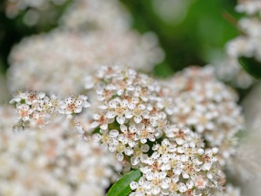 Çiçekli Firethorn, Pyracantha, baharda