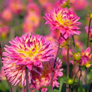 Yakın planda çiçek açan yıldız çiçekleri.