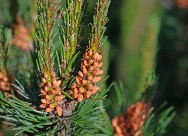 Virágok Hegyi Fenyő Pinus Mugo — Stock Fotó