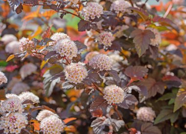 Çiçekli dokuz ağaç kabuğu, Physocarpus opulifolius, baharda.