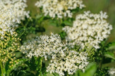 Yazın başında çiçek açan mürver.