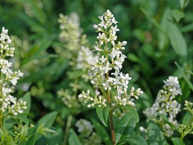 Çiçekli mahrem yer, Ligustrum, yazın başında.