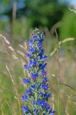 Çiçekli mavi engerek böceği, Echium vulgare
