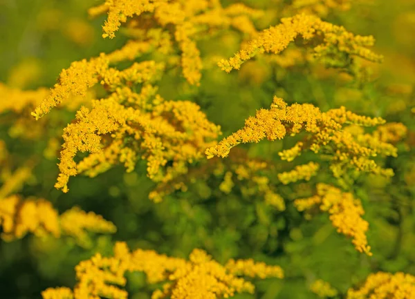 Flowering Goldenrod Solidago Close — Foto Stock