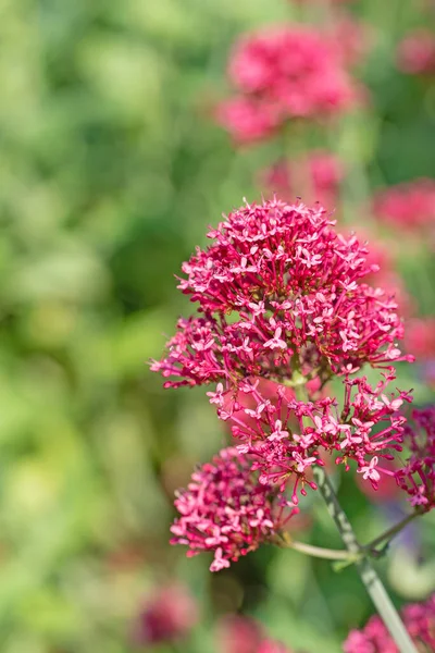 Czerwony Ostroga Kwiat Kauczuk Centranthus Zbliżeniu — Zdjęcie stockowe