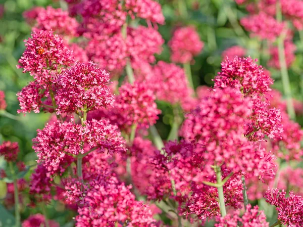 Czerwony Ostroga Kwiat Kauczuk Centranthus Zbliżeniu — Zdjęcie stockowe
