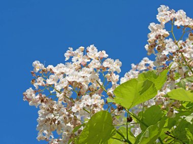 Çiçek açan fasulye ağacı, Catalpa, yazın.