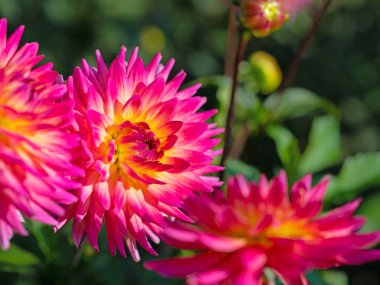 Yakın planda çiçek açan yıldız çiçekleri.