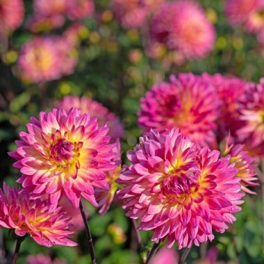 Yakın planda çiçek açan yıldız çiçekleri.