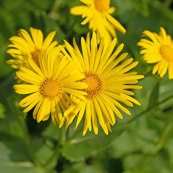 Floración Bálsamo Común Doronicum Primavera — Foto de Stock