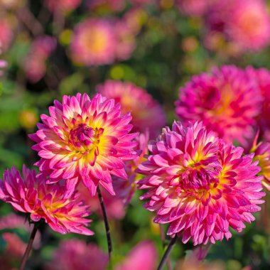 Yakın planda çiçek açan yıldız çiçekleri.