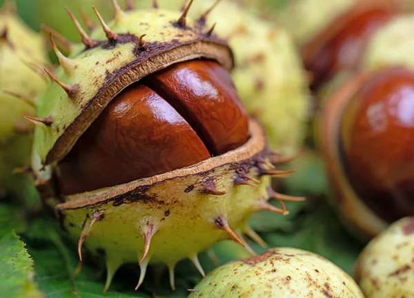 Viele Rössl Kastanien Aesculus Hippocastanum Nahaufnahme — Stockfoto