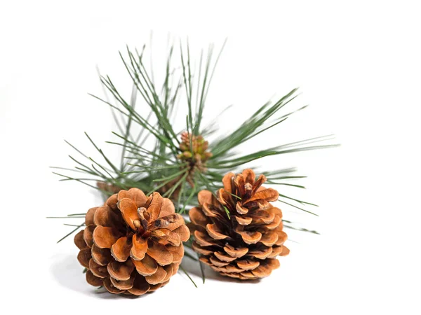 Pine Cones White Background Close — Stockfoto