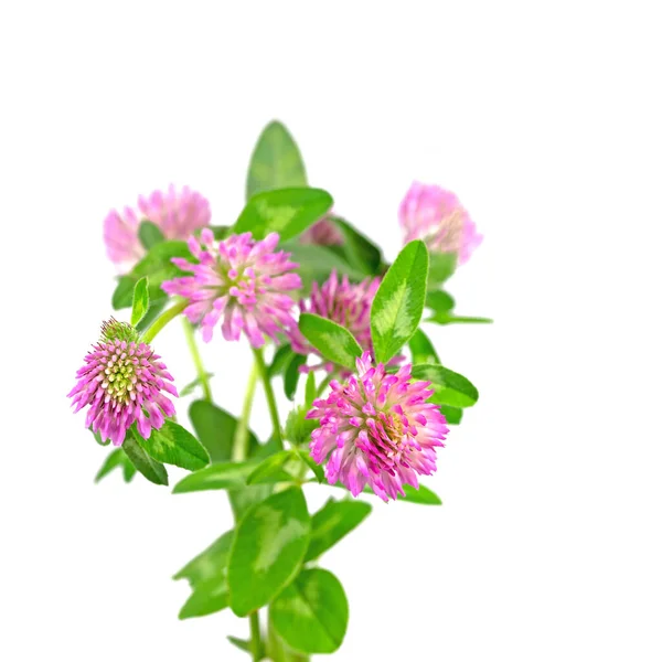 Red Clover Trifolium Pratense Isolated White Background — стоковое фото