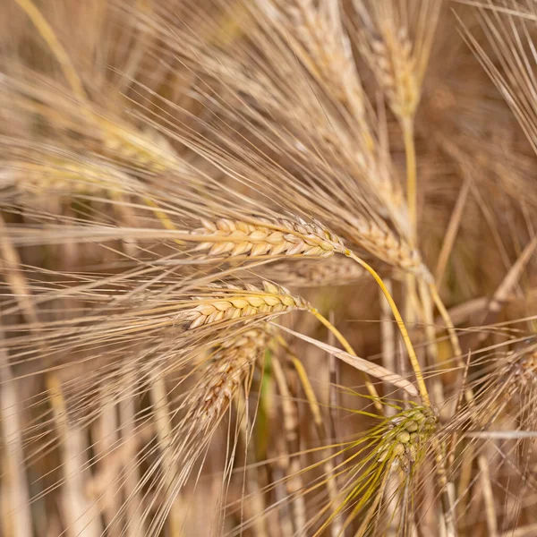 Ripe Barley Hordeum Vulgare Closeup — Stock Photo, Image