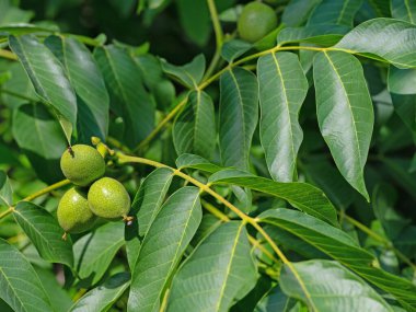 Yeşil cevizler, Juglans rejimi, yakın plan.