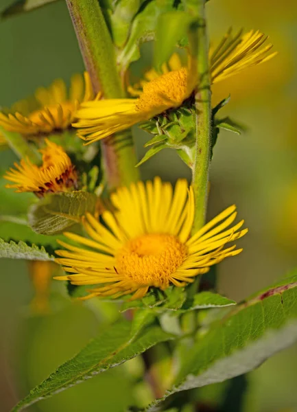 Blühendes Elekampan Inula Helenium Nahaufnahme — Stockfoto