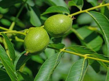 Yeşil cevizler, Juglans rejimi, yakın plan.