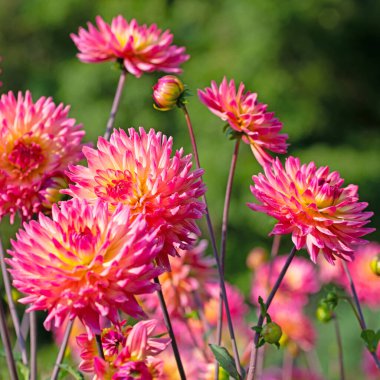 Yakın planda çiçek açan yıldız çiçekleri.