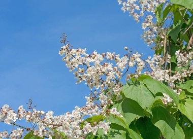 Çiçek açan fasulye ağacı, Catalpa, yazın.