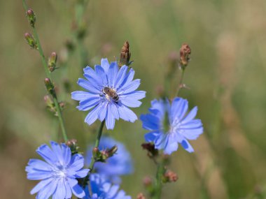 Çiçek açan Cichorium İntybus 'u
