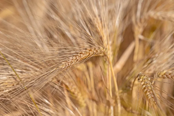 Ripe Barley Hordeum Vulgare Closeup — Stock Photo, Image