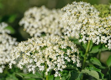 Yazın başında çiçek açan mürver.