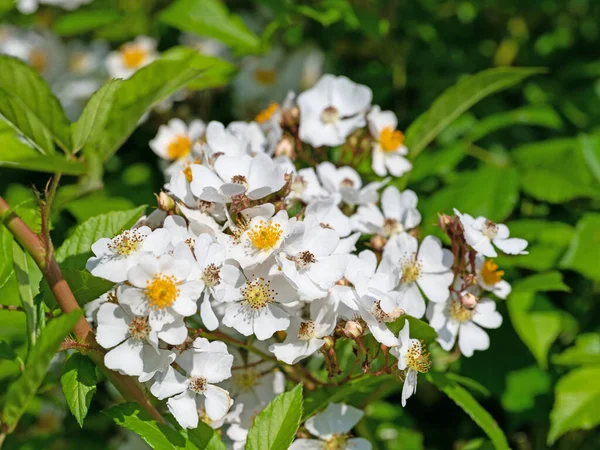 Blühende Hagebutten Rosa Canina Frühling — Stockfoto