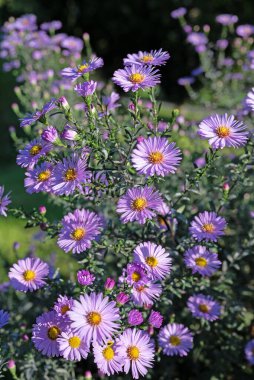 Çiçekli sonbahar paskalyası, senfoni çiçeği, bahçede.