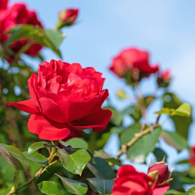 Çiçek açan kırmızı melez çay gülleri mavi gökyüzüne karşı