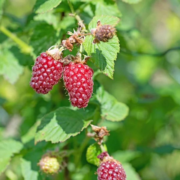 Tayberry meyveleri yakın planda.