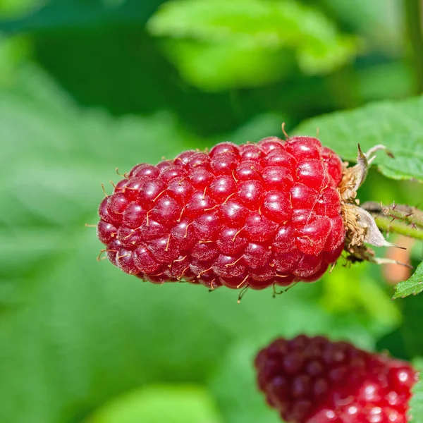 Tayberry Fruits Close — Fotografia de Stock