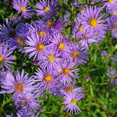 Çiçekli sonbahar paskalyası, senfoni çiçeği, bahçede.
